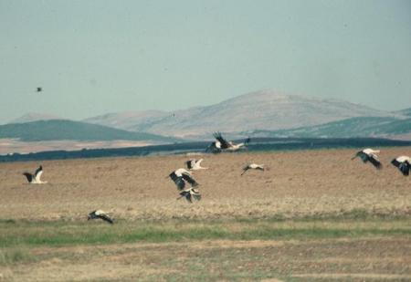 Cigueñas. Fernando González