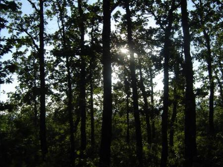 Bosque de robles