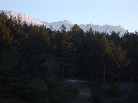 Pinos Silvestres