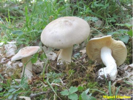 Entoloma lividum (Pérfida). Miguel Higelmo