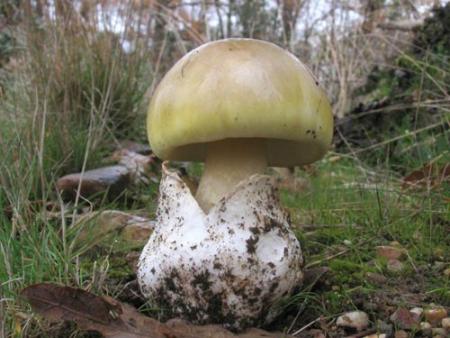 Imagen Amanita phalloides (oronja verde). Miguel Higelmo.