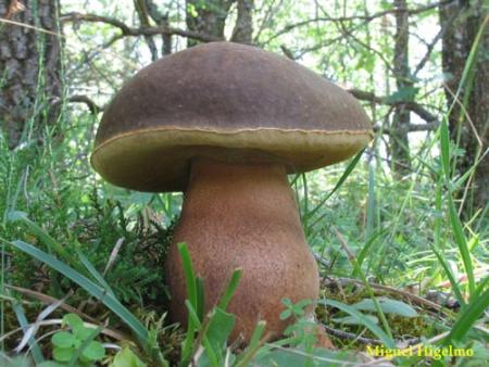 Imagen Boletus aereus (hogo negro). Miguel Higelmo.