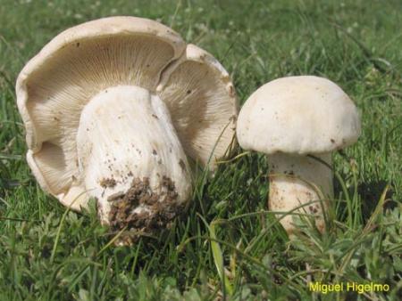 Imagen Calocybe gambosa (perrexico, seta de San Jorge). Miguel Higelmo.