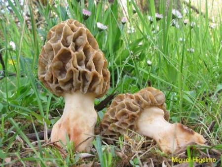 Imagen Morchella sp. (colmenilla). Miguel Higelmo.