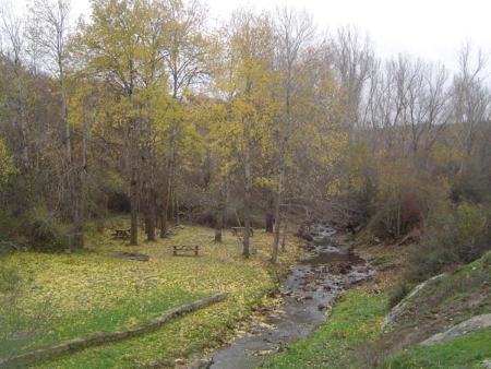 Imagen Chopos junto al río Riaza. \ Maesoft