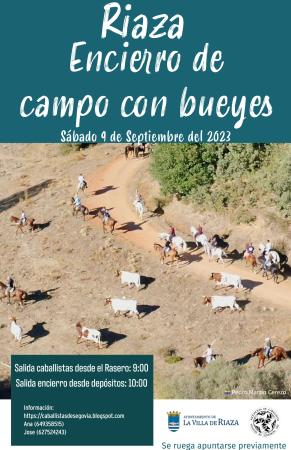 Imagen Encierro de campo con bueyes